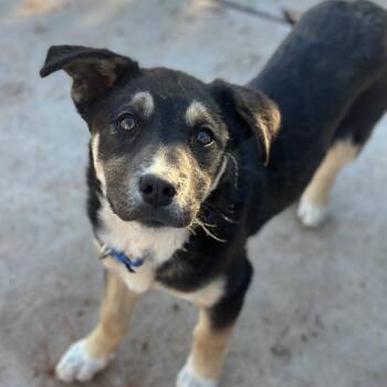 Australian Shepherd Dogs Available for Adoption - Isaac | PetCurious