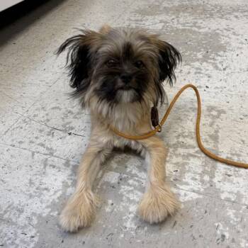*Rolo* -  Lhasa Apso and Shih Tzu Dog for Adoption in Salt Lake City, Utah - *Rolo* | PetCurious