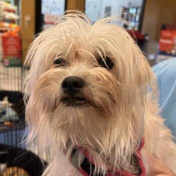 Dolly Codol -  Maltese Dog for Adoption in Las Vegas, Nevada - Dolly Codol | PetCurious