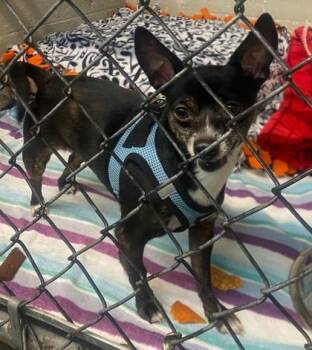 Marcellus -  Chihuahua and Mixed Breed Dog for Adoption in Hobart, Indiana - Marcellus | PetCurious