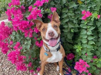 Rescue Pit Bull Terrier Dogs for Adoption in Peoria, Arizona - Mia | PetCurious