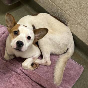 Butterball -  Australian Cattle Dog Blue Heeler and Corgi Dog for Adoption in Harrisonburg, Virginia - Butterball | PetCurious