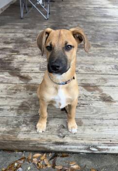 Boxer Dogs Available for Adoption - Ace | PetCurious