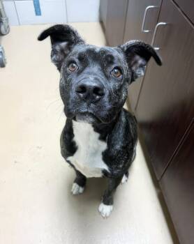 Jeepers -  Mixed Breed Dog for Adoption in Nashville, Tennessee - Jeepers | PetCurious