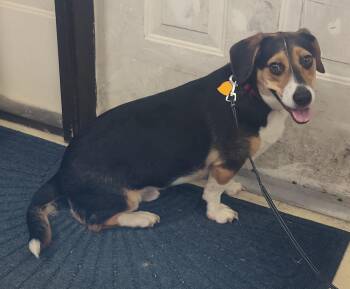 Basset Hound and Beagle Dogs Available for Adoption in Claremore, Oklahoma - MIKEY | PetCurious