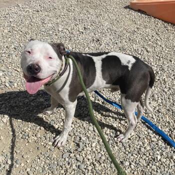 WAGS-Stray-22218 -  Pit Bull Terrier Dog for Adoption in Westminster, California - WAGS-Stray-22218 | PetCurious