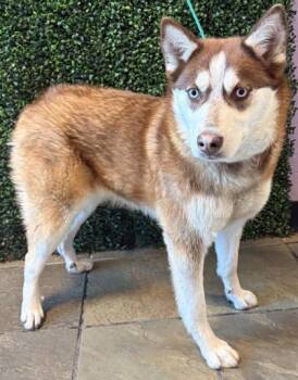 Mixed Breed Dogs Available for Adoption in El Paso, Texas - 60978762 | PetCurious