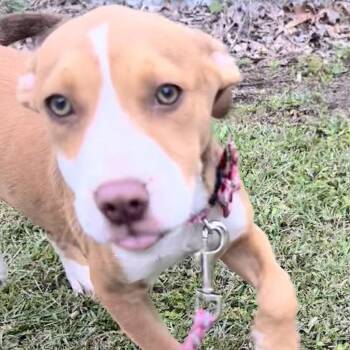 Barbie -  Terrier Dog for Adoption in Calabash, North Carolina - Barbie | PetCurious