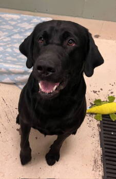 Rescue Labrador Retriever Dogs for Adoption in Webster, Wisconsin - Remi | PetCurious
