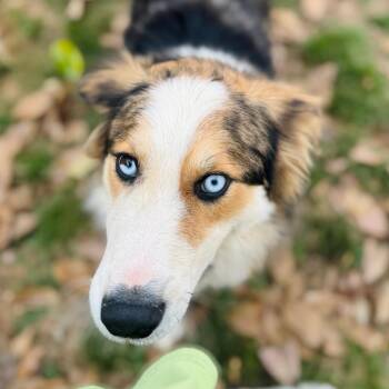 Australian Shepherd Dogs Available for Adoption in Brownsboro, Alabama - Chance | PetCurious
