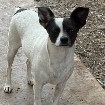 LANI -  Jack Russell Terrier Dog for Adoption in St. Augustine, Florida - LANI | PetCurious