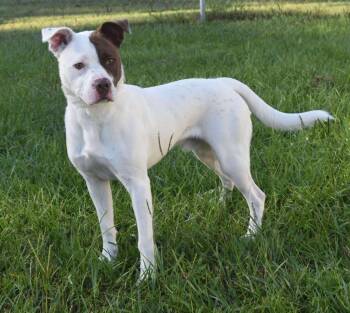 Rescue Mixed Breed Dogs for Adoption in Kingsland, Georgia - Milo | PetCurious