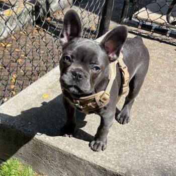 Cheerio -  French Bulldog Dog for Adoption in Sunrise, Florida - Cheerio | PetCurious