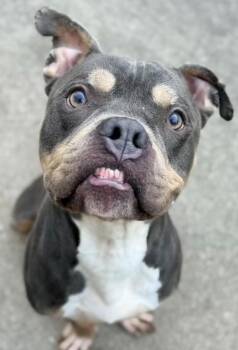 Guy Smiley -  Pit Bull Terrier Dog for Adoption in Chicago, Illinois - Guy Smiley | PetCurious