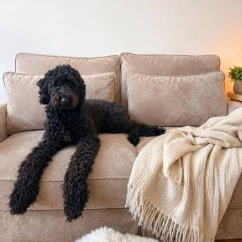 Poodle Dogs Available for Adoption in Rossville, Georgia - Dixie May | PetCurious