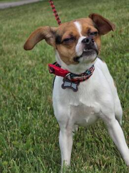 Mu Shu -  Chihuahua and Beagle Dog for Adoption in Huntington, Indiana - Mu Shu | PetCurious
