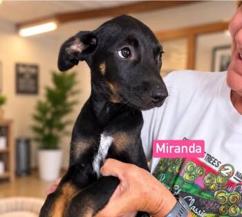 Miranda -  Shepherd and Sarplaninac Dog for Adoption in Saugus, Massachusetts - Miranda | PetCurious