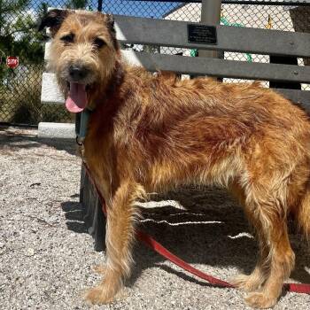 Hercules -  Wirehaired Terrier and Mixed Breed Dog for Adoption in Englewood, Florida - Hercules | PetCurious
