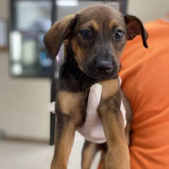 Rescue German Shepherd Dog and Plott Hound Dogs for Adoption in Jacksboro, Tennessee - Maze | PetCurious