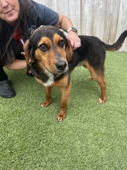 Foxhound Dogs Available for Adoption in Aurora, Illinois - Goofy | PetCurious