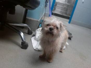 Shih Tzu and Mixed Breed Dogs Available for Adoption - SHELA | PetCurious