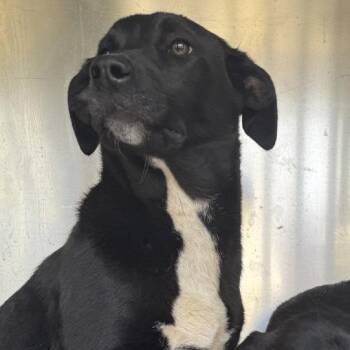 Pit Bull Terrier and Catahoula Leopard Dog Dogs Available for Adoption - Pancake | PetCurious