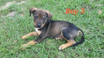 W litter Webster -  Border Collie and Labrador Retriever Dog for Adoption in Semmes, Alabama - W Litter Webster | PetCurious