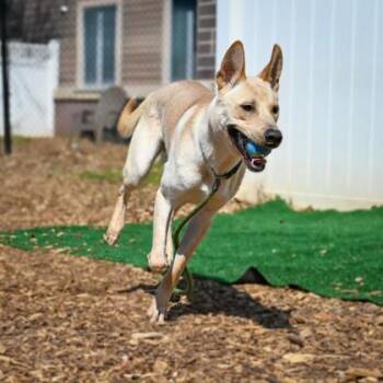 Mixed Breed Dogs Available for Adoption in Chamblee, Georgia - Tenny | PetCurious