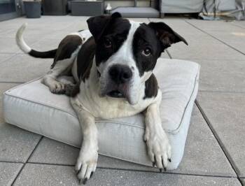 Bell Pepper -  Mixed Breed and Mastiff Dog for Adoption - Bell Pepper | PetCurious