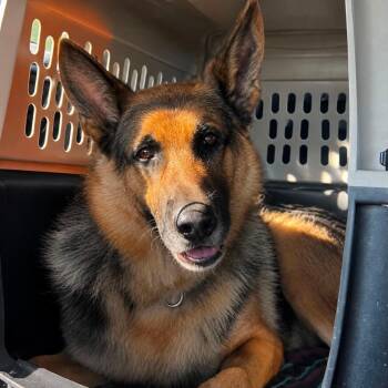Bella (26-327) -  German Shepherd Dog Dog for Adoption in New Ringgold, Pennsylvania - Bella (26-327) | PetCurious