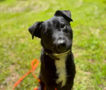 Rescue Black Labrador Retriever and Shepherd Dogs for Adoption in Judsonia, Arkansas - Bentley | PetCurious