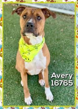 Boxer Dogs Available for Adoption - Avery(79) | PetCurious