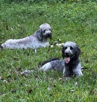 Rescue Golden Retriever and Poodle Dogs for Adoption in Fairhope, Alabama - Lucy And Nola- CP (Courtesy Posting) | PetCurious