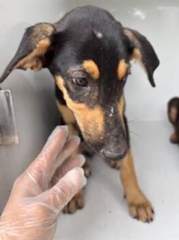 Rescue Doberman Pinscher and Mixed Breed Dogs for Adoption in Houston, Texas - A639681 | PetCurious