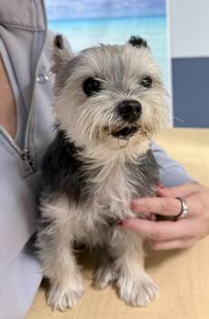 EMMA -  Yorkshire Terrier Dog for Adoption in Doral, Florida - EMMA | PetCurious