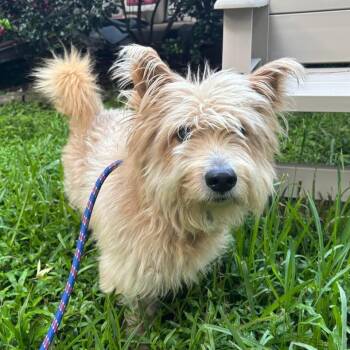 Rescue Terrier and Mixed Breed Dogs for Adoption in The Woodlands, Texas - Fraiser | PetCurious