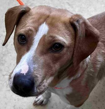 Beagle Dogs Available for Adoption - Birdie | PetCurious