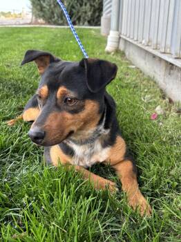 Phin -  Cattle Dog Dog for Adoption in Quincy, Washington - Phin | PetCurious