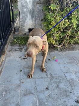 Rescue Pit Bull Terrier Dogs for Adoption in Doral, Florida - ALEX | PetCurious