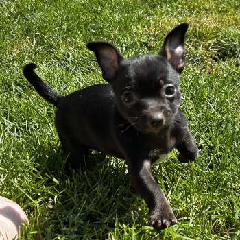 Chihuahua Dogs Available for Adoption in Lexington, Kentucky - John Henry  | PetCurious