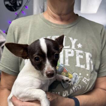 Hansel -  Chihuahua Dog for Adoption in Oklahoma City, Oklahoma - Hansel | PetCurious