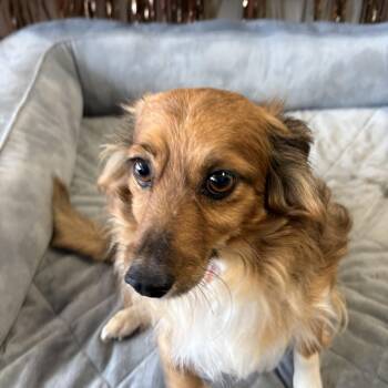 Gordie -  Papillon and Pomsky Dog for Adoption in Shorewood, Illinois - Gordie | PetCurious
