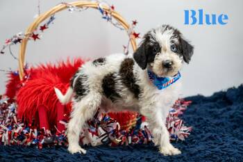 Labradoodle Dogs Available for Adoption in Sevierville, Tennessee - Blue | PetCurious