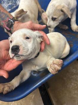 Australian Cattle Dog Blue Heeler and Pit Bull Terrier Dogs Available for Adoption in Lockhart, Texas - Astro | PetCurious