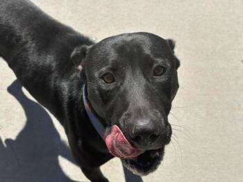 ZURG -  Labrador Retriever and Mixed Breed Dog for Adoption in Tulsa, Oklahoma - ZURG | PetCurious