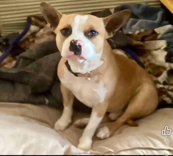 Yoda -  French Bulldog Dog for Adoption in Rancho Cucamonga, California - Yoda | PetCurious