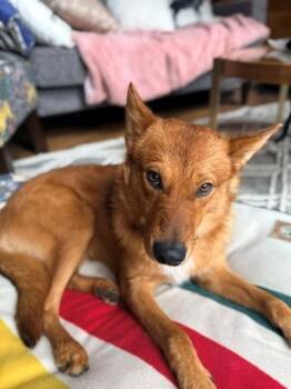 Finnish Spitz and Mixed Breed Dogs Available for Adoption in San Bernardino, California - FINNLEY BRIE WHISKINGTON III | PetCurious