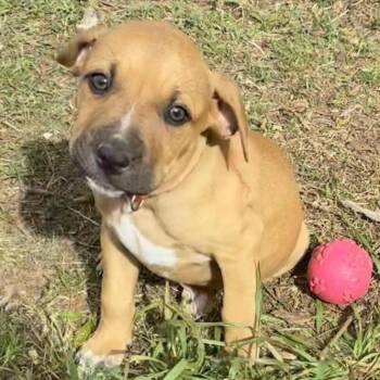 Pointer Dogs Available for Adoption in Briarcliff Manor, New York - Clara | PetCurious