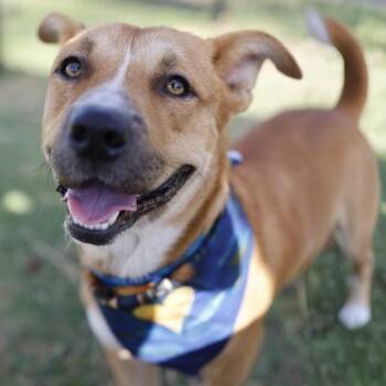 CHAPARRO -  Dachshund and American Bulldog Dog for Adoption in San Antonio, Texas - CHAPARRO | PetCurious