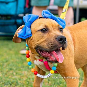 Rescue Mixed Breed Dogs for Adoption in Savannah, Georgia - Mallow | PetCurious